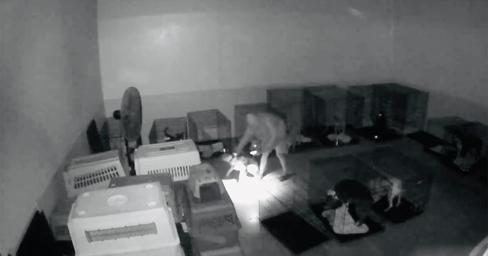 Security footage shows a person stealing rescue dog Pretty Lady from the nonprofit Paw Works shelter in Camarillo in June.