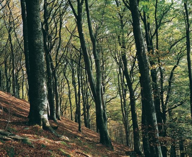 Forest near Lake Vyrnwy