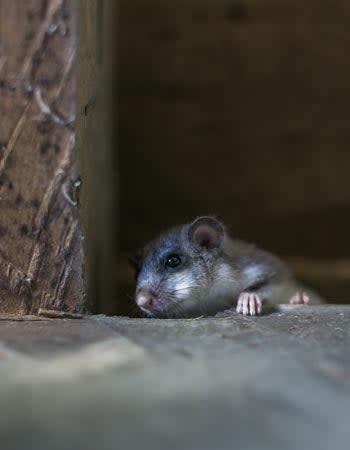 A mouse peek out from a hole in the floor.