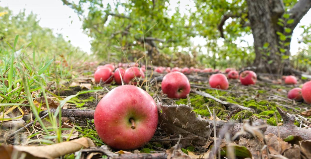 Gravity feels like it's pulling everything toward Earth, but why? <a href="https://www.gettyimages.com/detail/photo/fallen-apples-on-ground-in-orchard-royalty-free-image/184862304?adppopup=true" rel="nofollow noopener" target="_blank" data-ylk="slk:AdventurePhoto/E+ via WikimediaCommons;elm:context_link;itc:0;sec:content-canvas" class="link ">AdventurePhoto/E+ via WikimediaCommons</a>