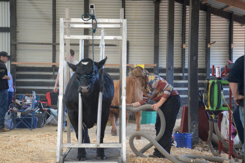 A participant in the Augusta County 4-H and FFA Market Animal Show and Sale preps her steer for show on Friday, May 5, 2023.