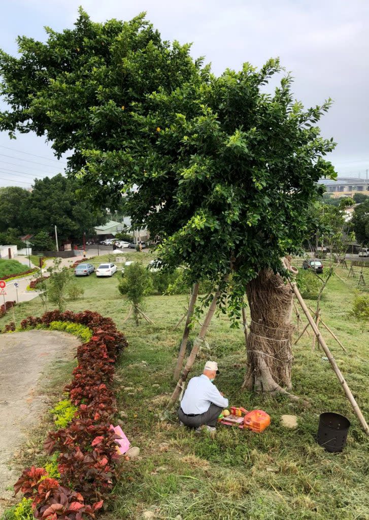 豐原區八十歲的長者帶著中秋月餅，在中秋節到翁子公園拜訪移植的老榕樹，場面感人。（記者陳金龍翻攝）