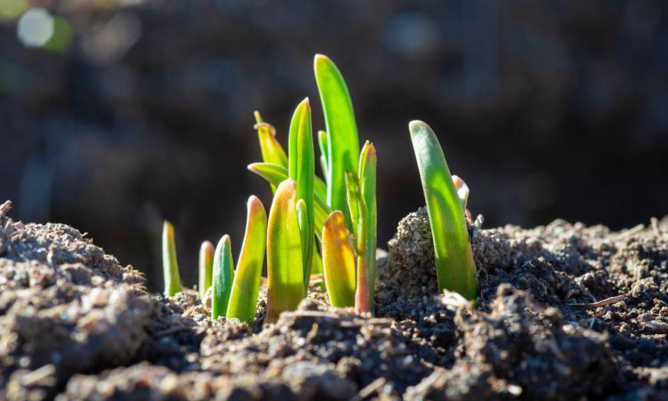 Young garlic sprouts.