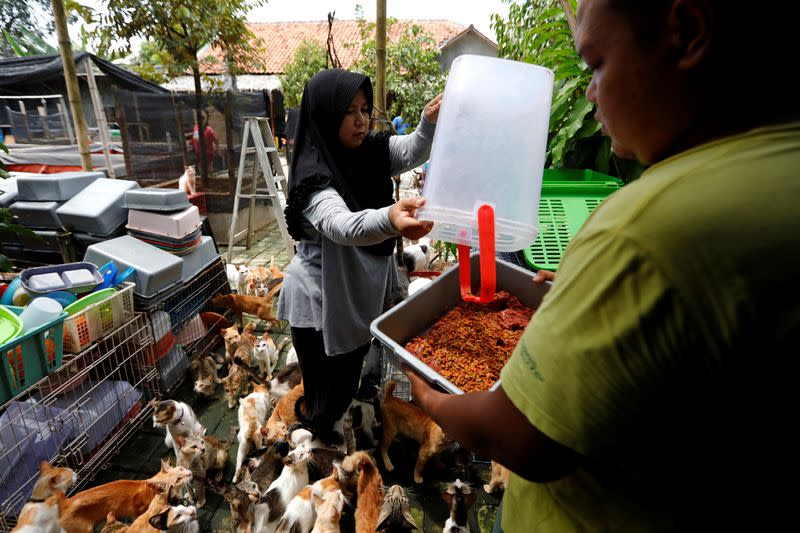 Dita Agusta, 45, owner of a cat shelter called "Rumah Kucing Parung", prepares to feed her cats in Bogor