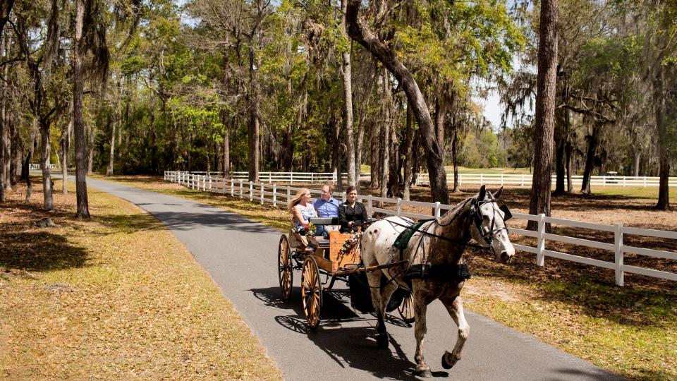 Daufuskie Island, S.C., is a ferry ride from Hilton Head, S.C., and Savannah, Ga. Much of this car-free island is a wildlife conservancy best seen on foot, bicycle, or horseback. It's also home to a healthy population of Marsh Tacky horses, an endangered Colonial Spanish horse dating back to the 1500s.