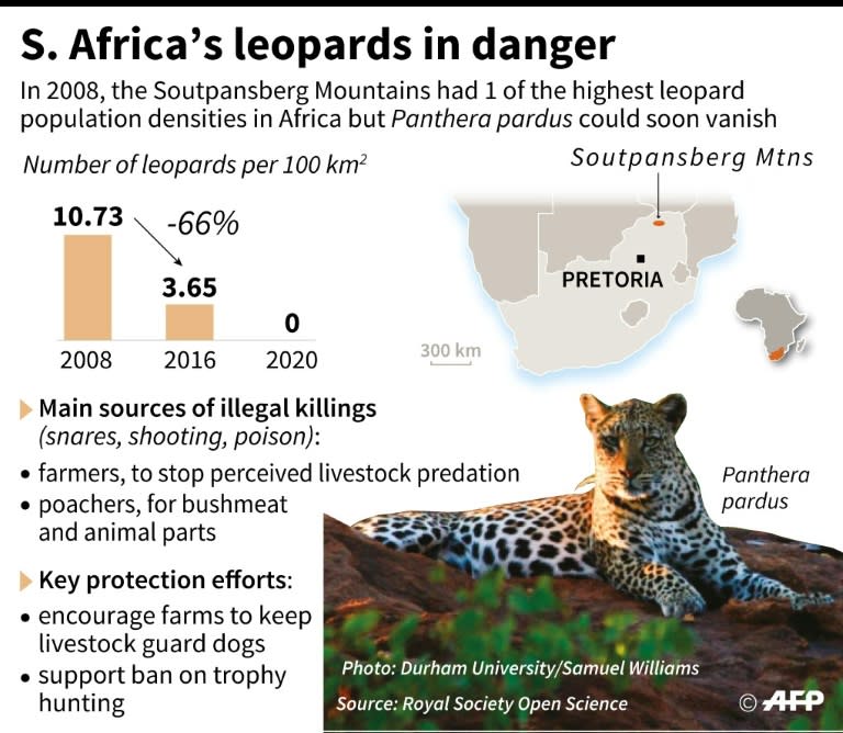 Graphic illustrating the decline of the leopard in South Africa and efforts to save the animal as well as protecting farmers