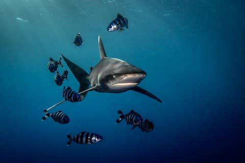 Jacques Cousteau described the oceanic white tip as "the most dangerous of all sharks" - Credit: istock
