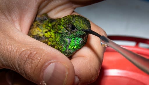 A biologist feeds a hummingbird in Mexico City, where a project launched in 2014 is helping the birds along their long migratory route