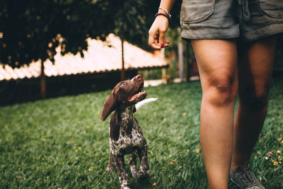 Foto De Perro Y Persona Caminando Sobre Pasto