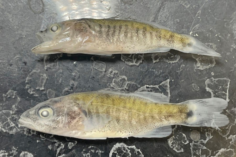 Juvenile smallmouth bass sit at a National Park Service laboratory near Page, Ariz., July 1, 2022. Confirming their worst fears for record-low lake levels, NPS fisheries biologists have discovered that smallmouth bass, a non-native predator fish, has made its way through Glen Canyon dam and appear to have spawned in the lower Colorado River, where it can prey on humpback chub, an ancient native fish they have been working to reestablish. (Jeff Arnold/National Park Service via AP)