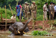 <p>Forest officials try to rescue an injured elephant who fell into a pond at the Amchang Wildlife Sanctuary on the outskirts of Guwahati, India May 24, 2017. (Photo: Anuwar Hazarika/Reuters) </p>