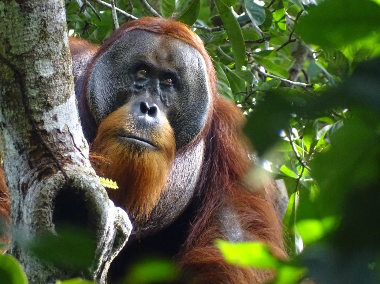 Un orangután salvaje de Sumatra llamado Rakus con una herida facial, dos días antes de que los científicos le observaran aplicándose repetidamente una planta medicinal masticada para tratarla, en el Parque Nacional de Gunung Leuser en Sumatra, Indonesia, en junio de 2022. (Armas vía The New York Times)