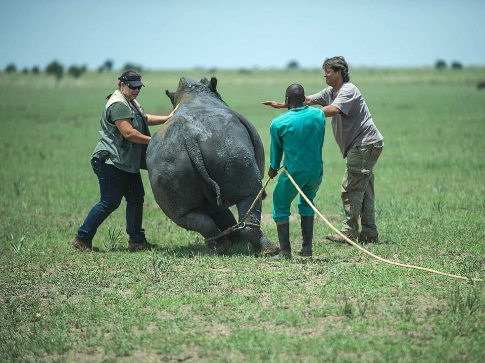 Farm workers tie up a rhino on John Hume's ranch to have its horn trimmed