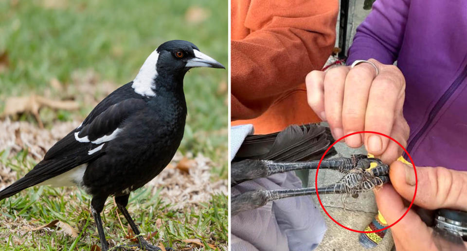 Magpie with fishing line wrapped around its feet.