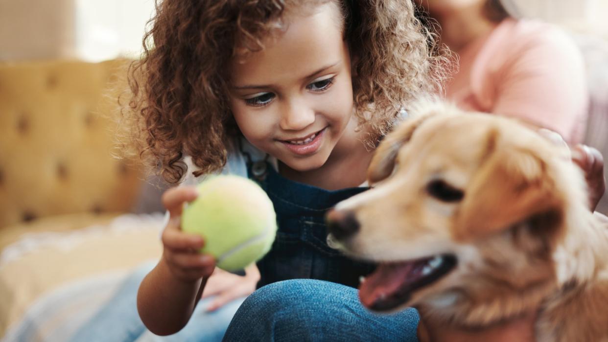 a child holds a tennis ball in front of her dog