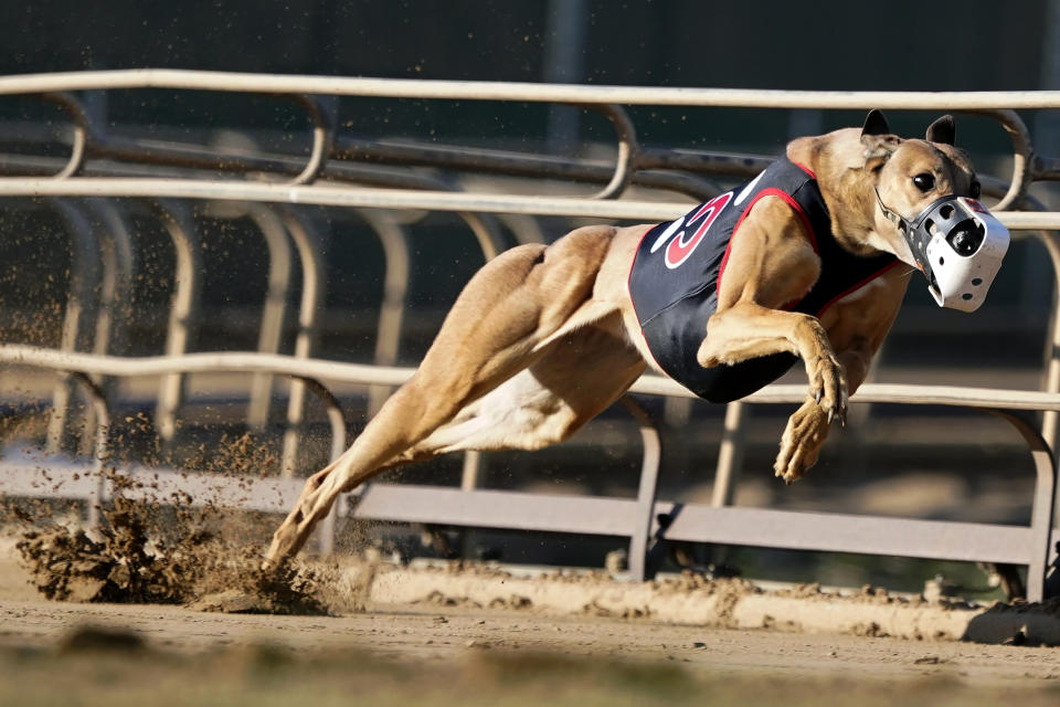 A greyhound competes in a race at the Iowa Greyhound Park, Saturday, April 16, 2022, in Dubuque, Iowa. After the end of a truncated season in Dubuque in May, the track here will close. By the end of the year, there will only be two tracks left in the country. (AP Photo/Charlie Neibergall)