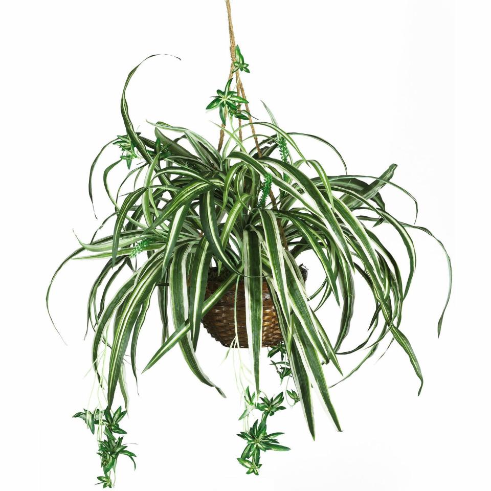 Hanging Plant in Wood Basket