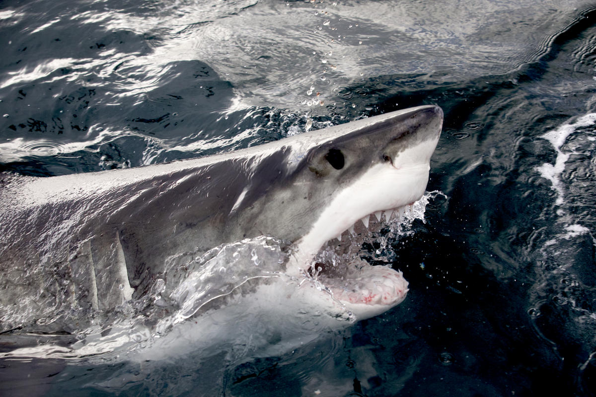 Shark Week experts debunk biggest myths about sharks and which sea