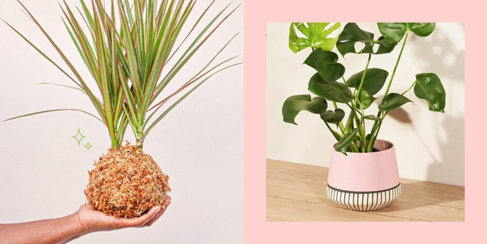 Let These Cute Plants Turn Your Living Room Into a Secret Garden