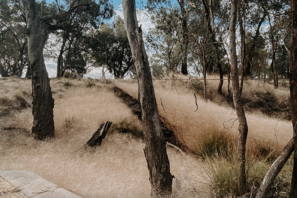 Hairy panic grass covering bushland in Grenfell, NSW. 