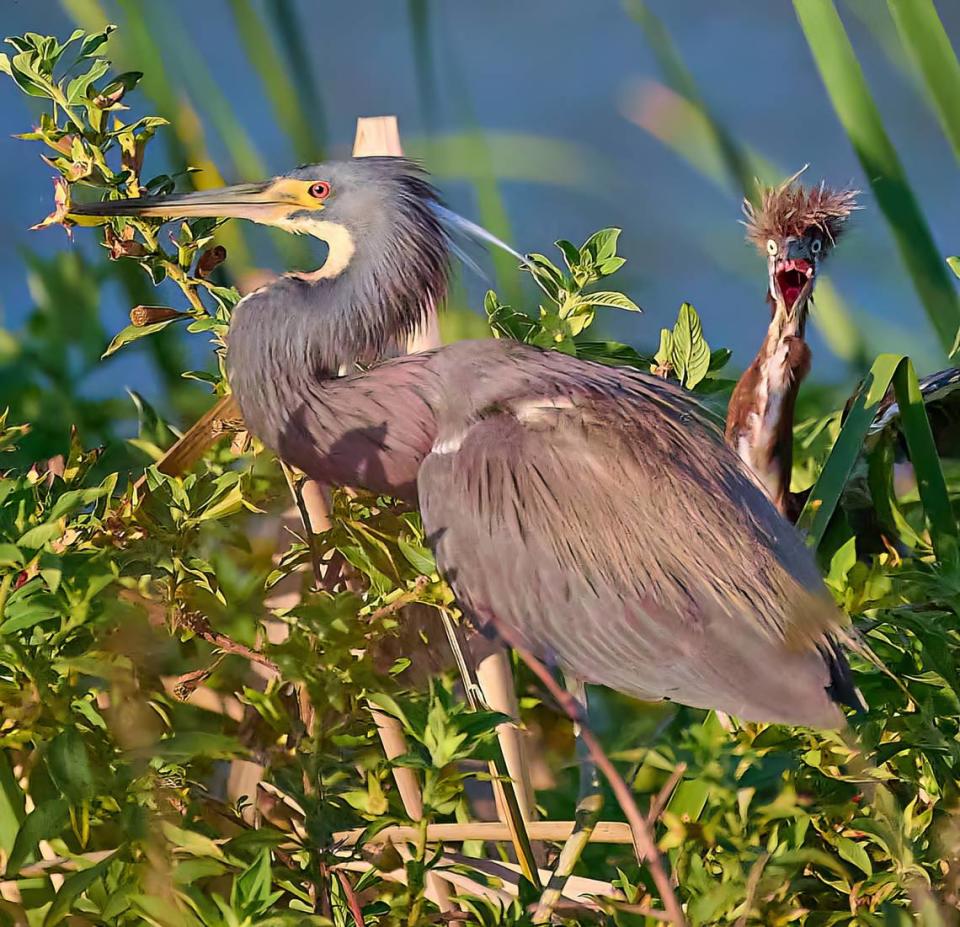 While out on her pontoon boat at Jiggs preserve in Bradenton Janis Parker, 68, captured this photo of a baby heron and its parent on April 24,2023