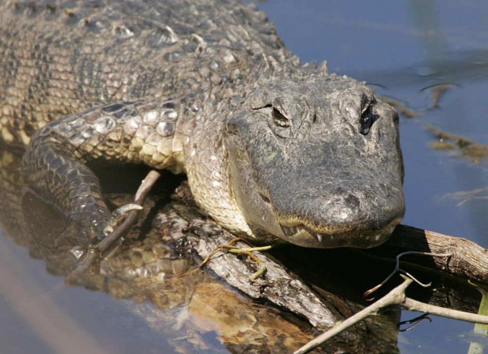 Alligator, Mississippi is a town in Bolivar County with an estimated population of 208, as of the 2010 U.S. census.