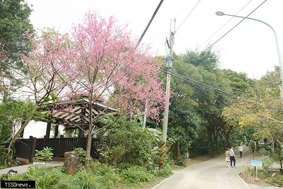 二叭子植物園櫻花已經粉嫩登場。(新北市景觀處提供)