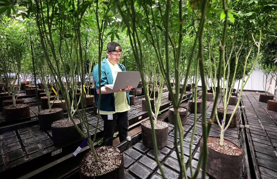 Jordan Viraldo, Dragonfly Wellness Grow Facility inventory compliance manager, counts mother cannabis plants at the Dragonfly Wellness Grow Facility in Moroni on Friday, April 28, 2023. | Kristin Murphy, Deseret News