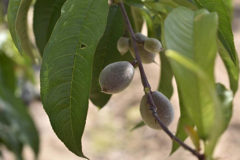 Decenas de durazneros están cargados de fruta inmadura y en ciernes en Sweet Girl Farms, en Reedley, el 17 de abril de 2023. Liset García, la latina que creó Sweet Girl Farms, está preocupada por la forma en que las futuras lluvias en el Valle Central pudieran afectar a su cosecha.