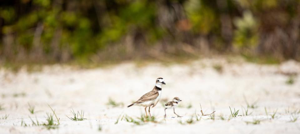 A Wilson's plover chick scampers with a parent on the beach on the south end of Fort Myers Beach in May 2022. Shorebird nesting season start a few weeks ago and runs through mid-September.