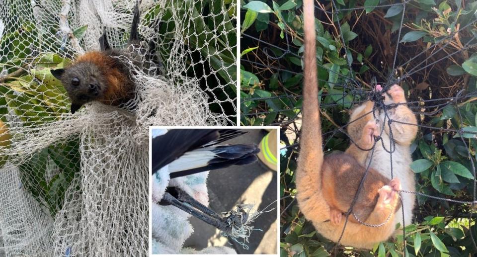 The wrong type of tree netting can be deadly to native wildlife, who become trapped and unable to escape.