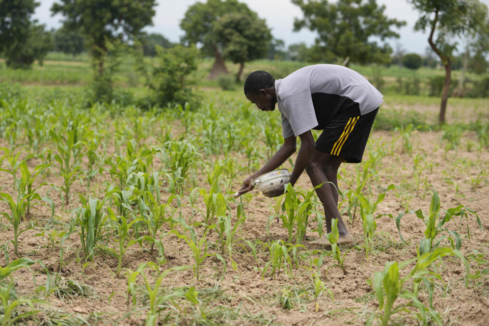 A farmer applies fertiliser on maize outside Kano, Nigeria, Friday, July 14, 2023. Nigeria introduced programs before and during Russia's war in Ukraine to make Africa's largest economy self-reliant in wheat production. But climate fallout and insecurity in the northern part of the country where grains are largely grown has hindered the effort. (AP Photo/Sunday Alamba)