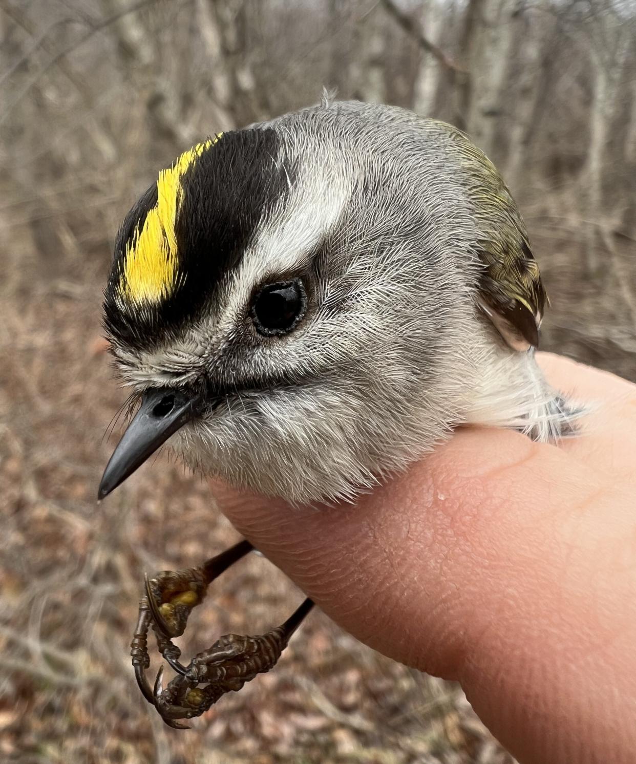 A golden-crowned kinglet during bird banding at Parker River National Wildlife Refuge.