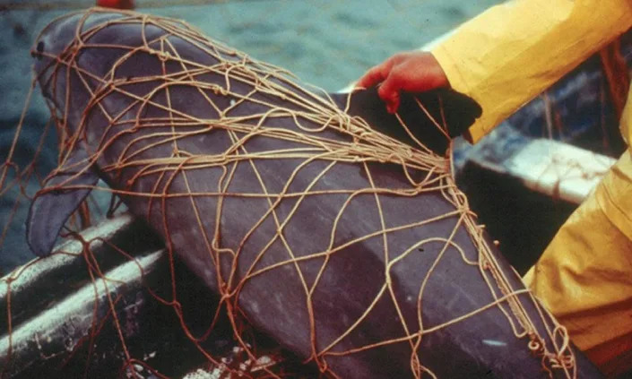 A dead vaquita porpoise entangled in a gillnet set for a totoaba.