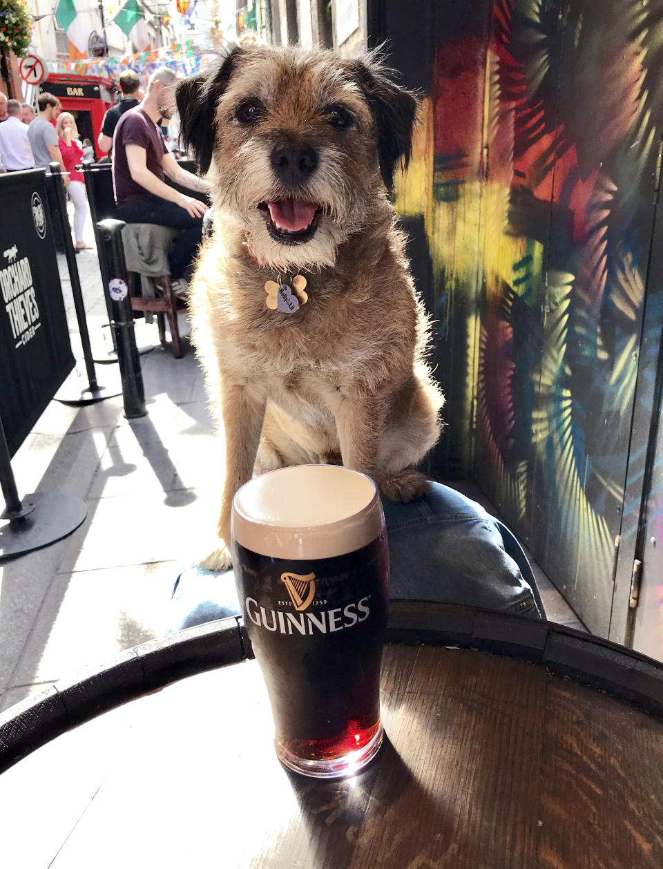 Pete the border terrier with a Guiness. (Photo: Caters News)