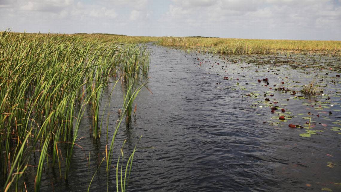 Everglades restoration and saving other Florida wetlands will be key to fighting climate change and sea rise.