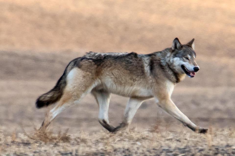 A grey wolf ambles through open prairie near Medicine Hat, Alberta