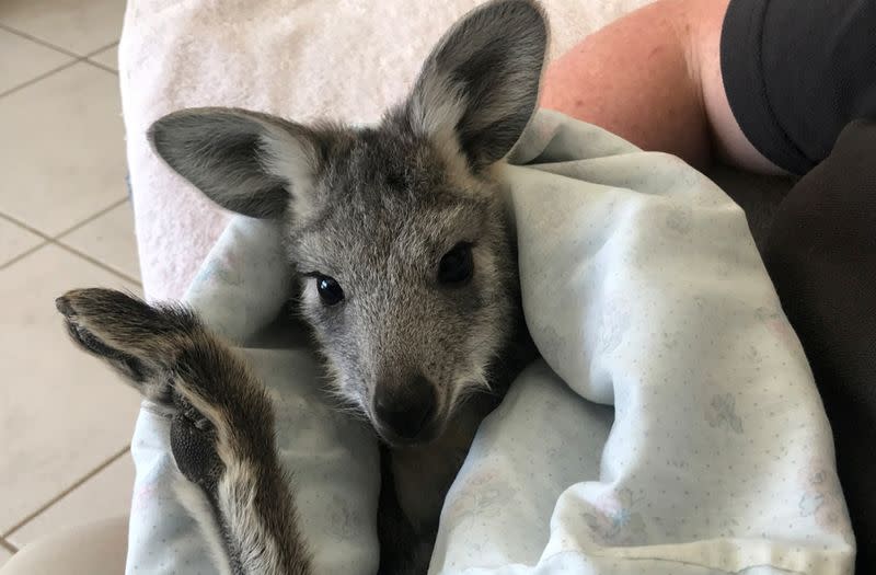 Pippa, a seven-month-old wallaroo, rests in a homemade pouch in Bathurst