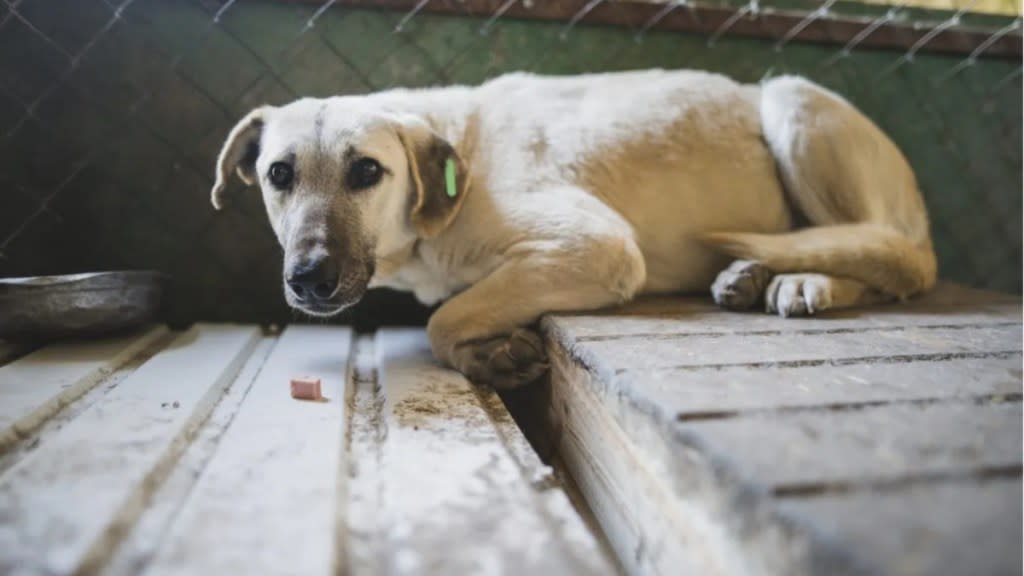 A seemingly scared dog lying on a wooden floor, authorities seized a Florida couple's dogs after the pair sexual assaulted one of the pups