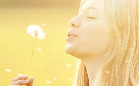 A single dandelion plant can produce up to 12,000 seeds  - Credit: Rolfo