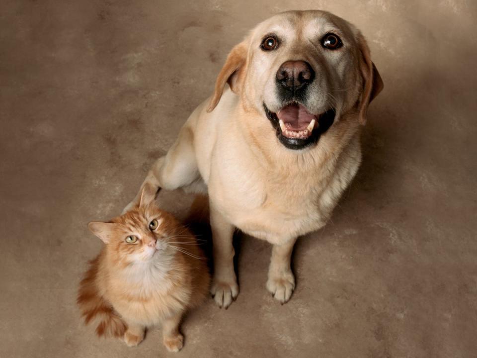 How to introduce a dog to a cat