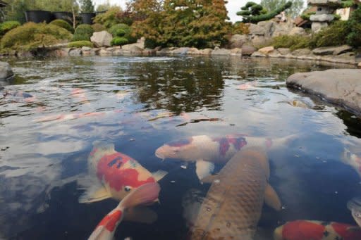 It's very dangerous': Why you shouldn't release your koi fish into local  waters