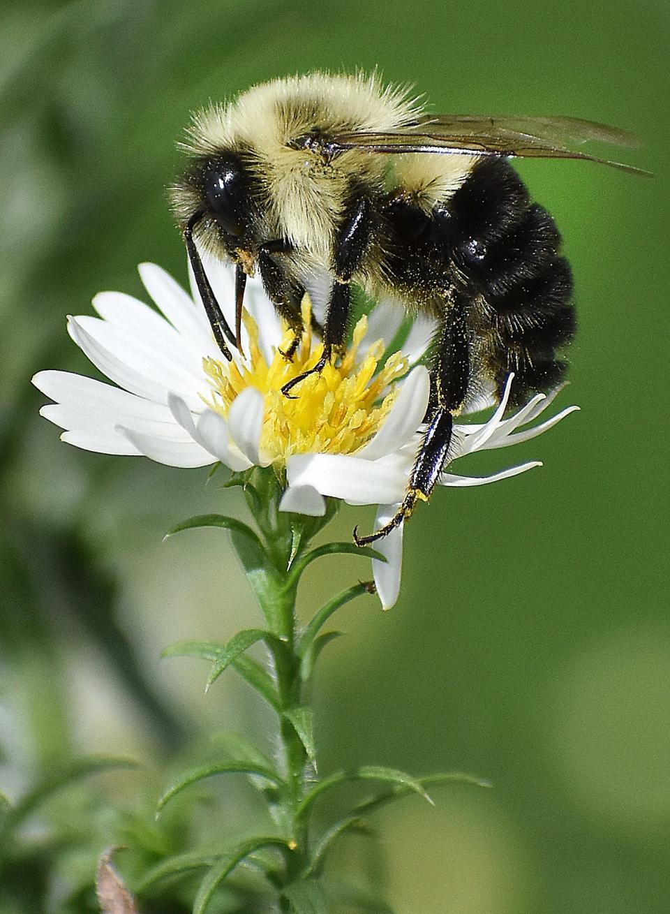 A bee on Frost Aster that is used to make tea at Blue Rose Micro Farm in Somerset.