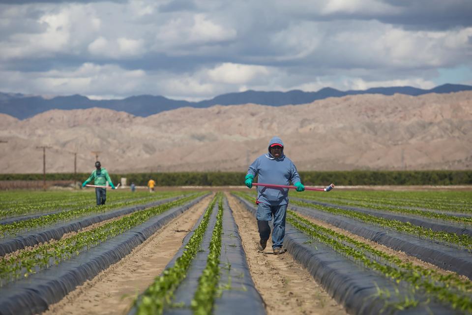 Landarbeiders in Californië vormen een essentieel onderdeel van de Amerikaanse economie.  Velen komen uit Mexico.