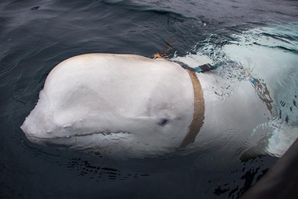 This beluga whale was found wearing a harness featuring a mount for a camera in Norway last week, the Norwegian Directorate of Fisheries said.