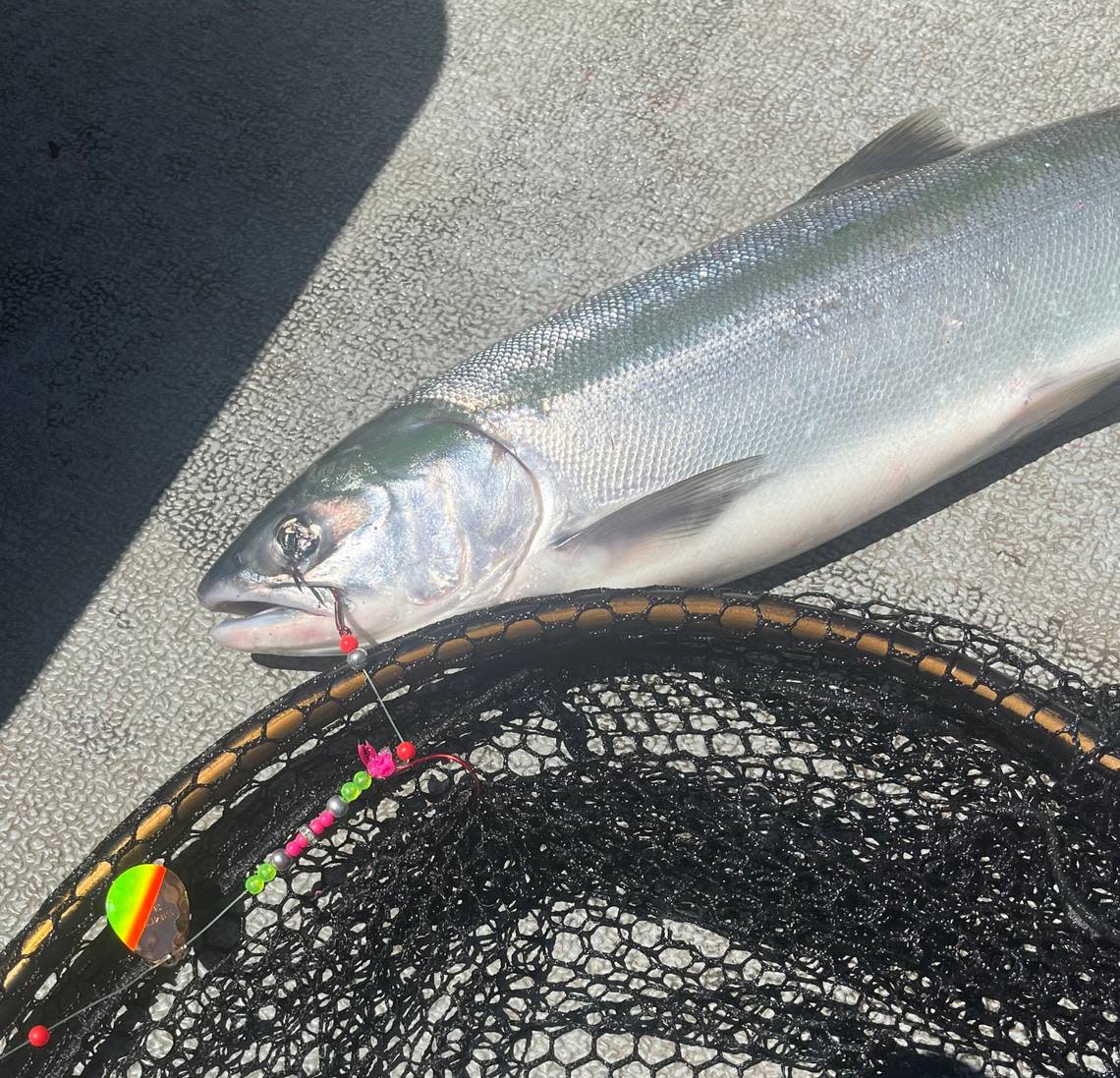 A Colorado-type spinner with beads fished off a lead ball dropper fooled this mint-bright 20-inch sockeye salmon.