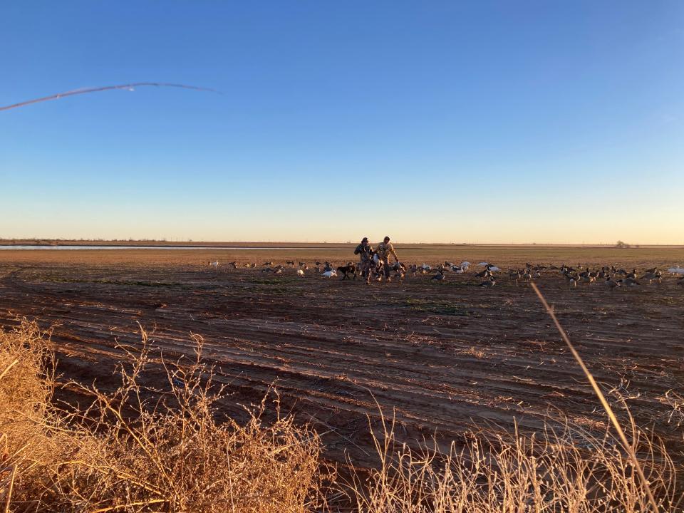 The guide and a hunter retrieving geese from the decoys.