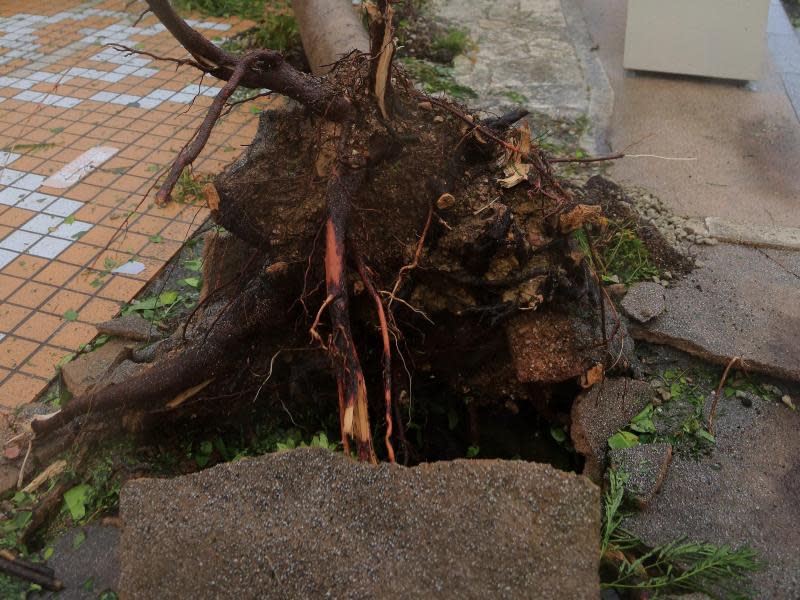 Entwurzelter Baum: Mit gewaltigem Tosen peitschte «Neoguri» durch die Straßen auf Okinawa. Foto: Hitoshi Maeshiro