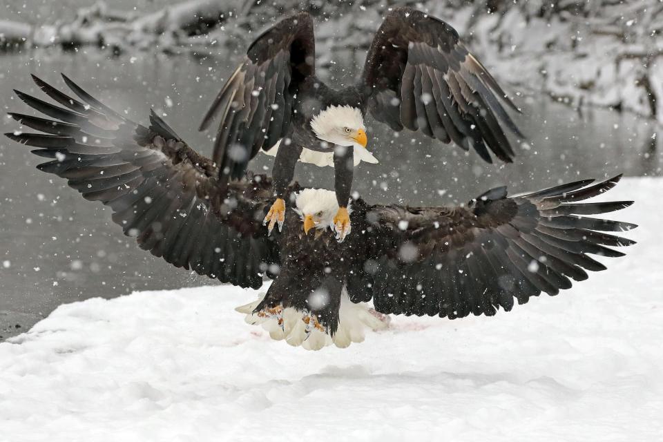 eagles fly past each other in snow