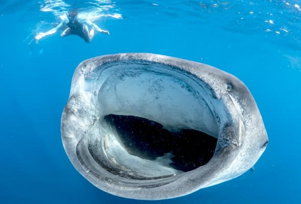 whale-shark-almost-swallows-diver-mexico